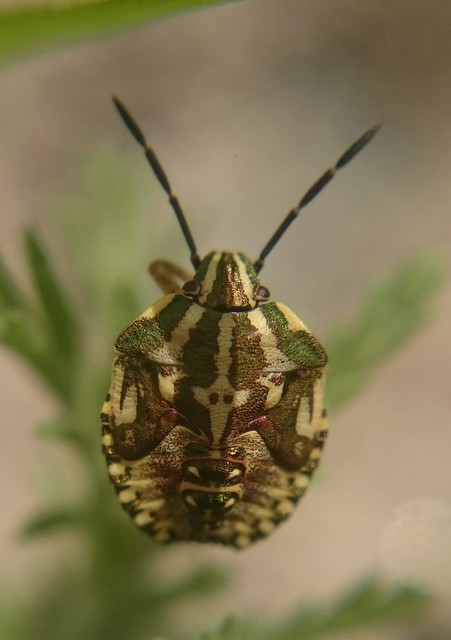 Carpocoris fuscispinus - tüskés gyümölcspoloska