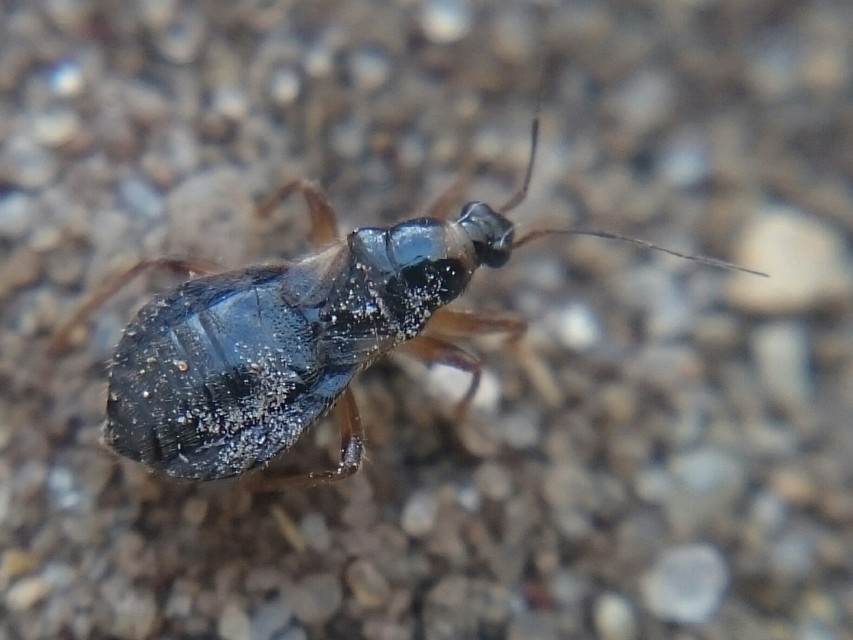 Alloeorhynchus flavipes - sárgalábú tolvajpoloska