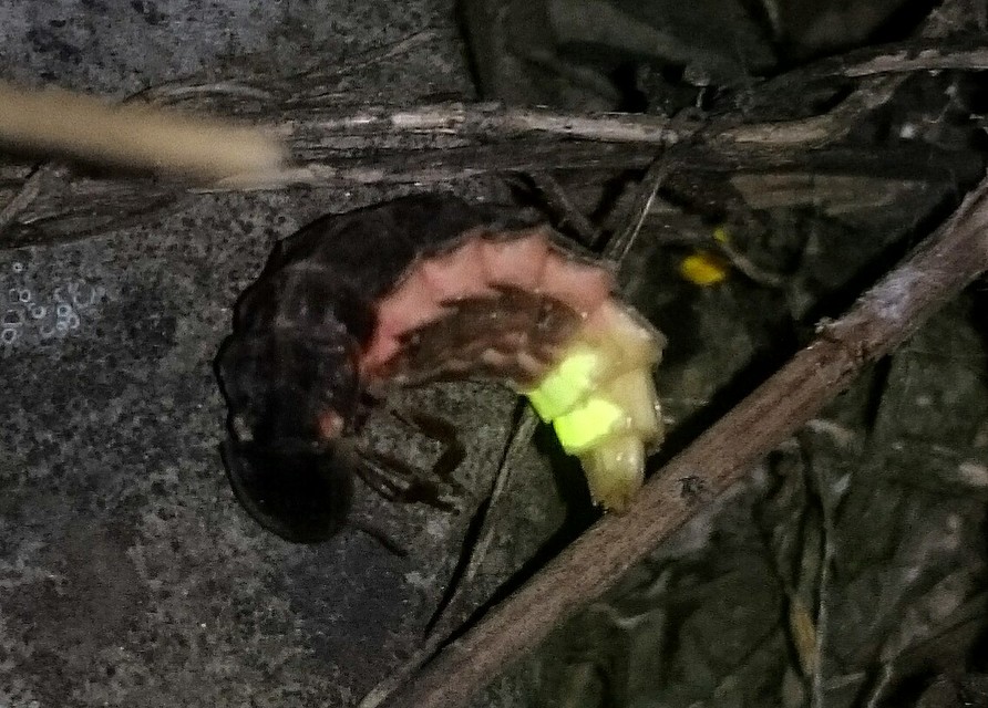Lampyris noctiluca - nagy szentjánosbogár