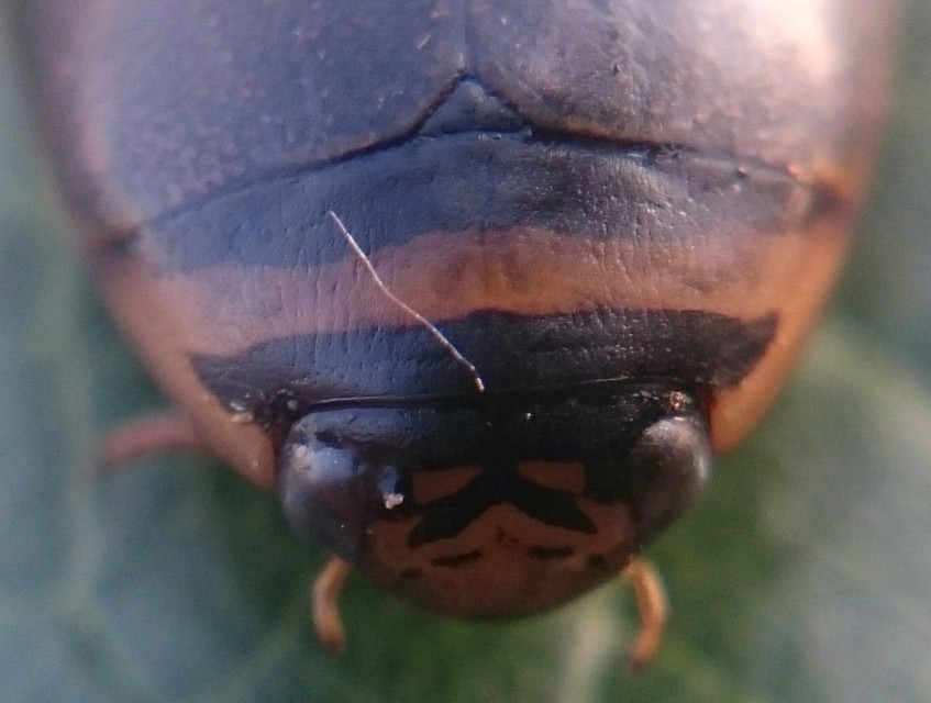 Graphoderus cinereus - gyakori tavicsíkbogár