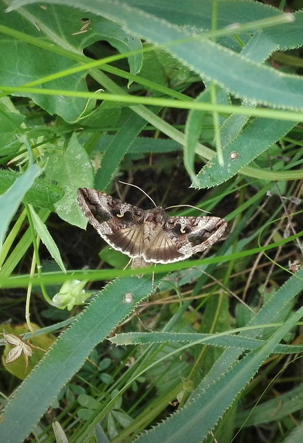 Autographa gamma - gammalepke