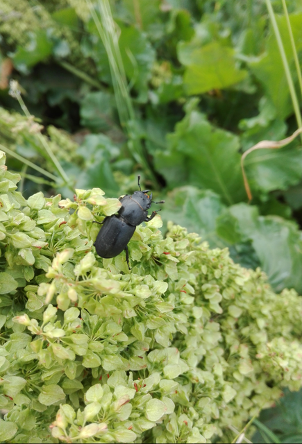 Dorcus parallelipipedus - kis szarvasbogár