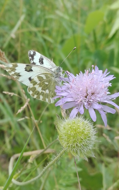 Pontia edusa - rezedalepke