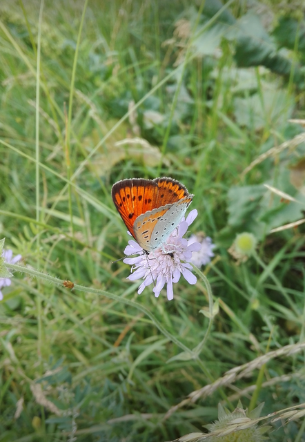 Lycaena dispar rutilus - nagy tűzlepke