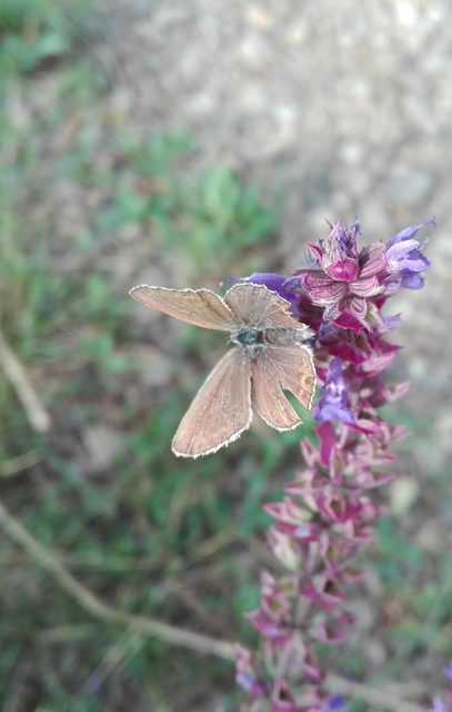 Plebejus argus - ezüstös boglárka