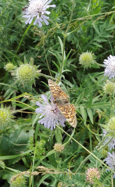 Melitaea phoebe - nagy tarkalepke