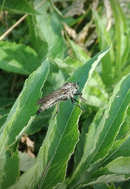 Asilidae - rablólégyfélék