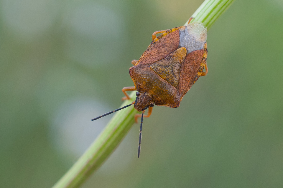 Carpocoris