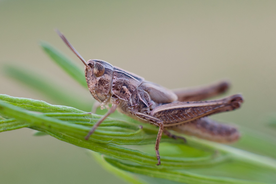 Stenobothrus lineatus - jajgató rétisáska