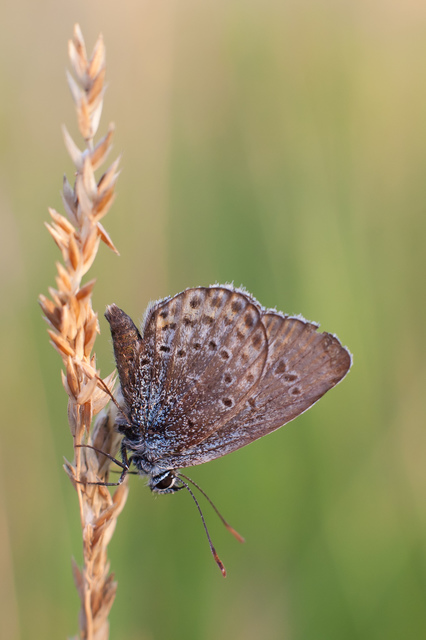 Plebejus argus - ezüstös boglárka