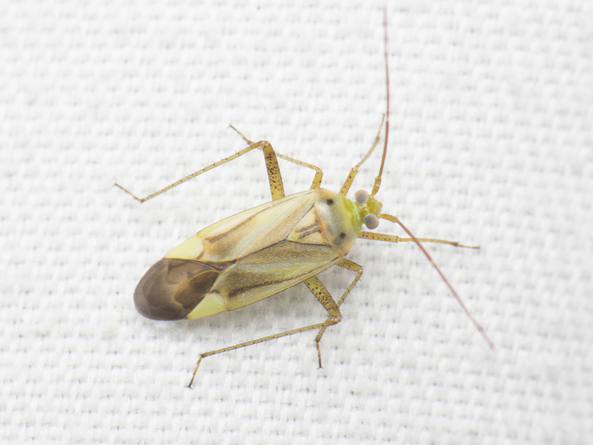 Adelphocoris lineolatus - lucernapoloska