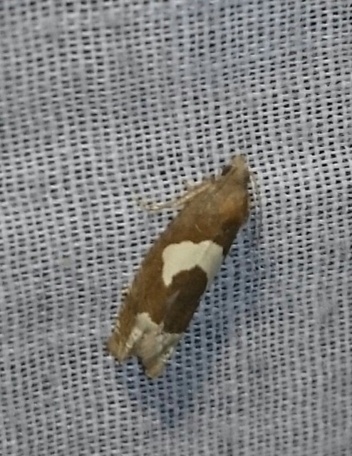 Epiblema foenella - kampósfoltú tükrösmoly