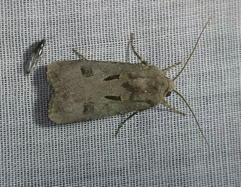Agrotis exclamationis - felkiáltójeles földibagoly