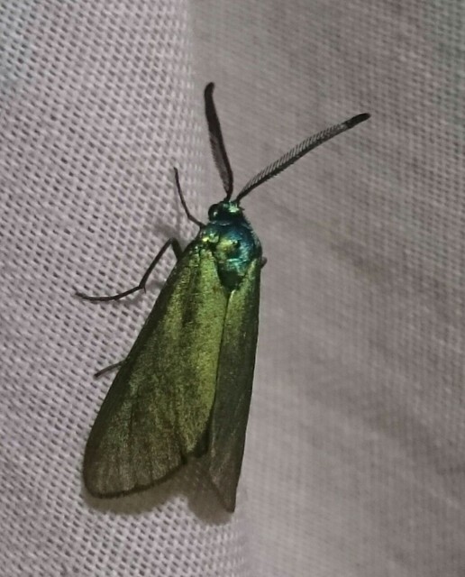 Zygaenidae - csüngőlepkefélék