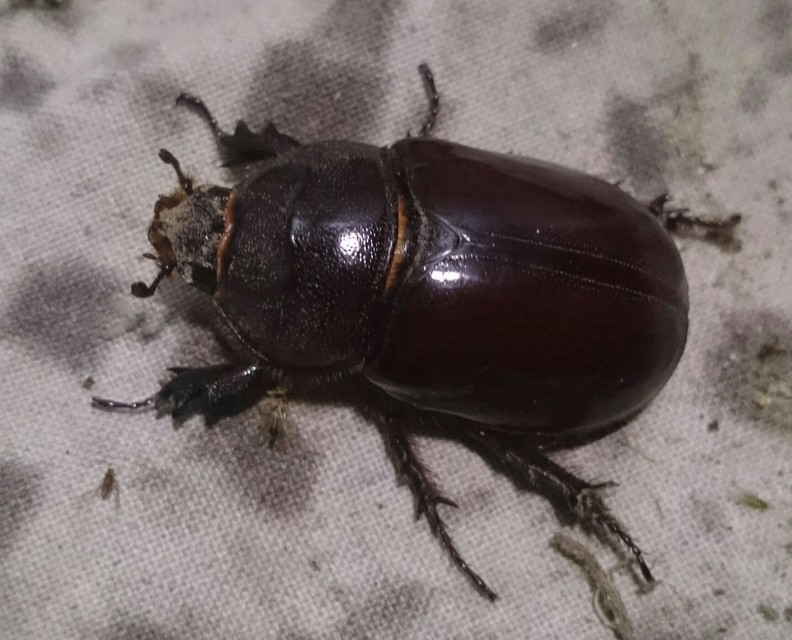 Oryctes nasicornis - orrszarvú bogár