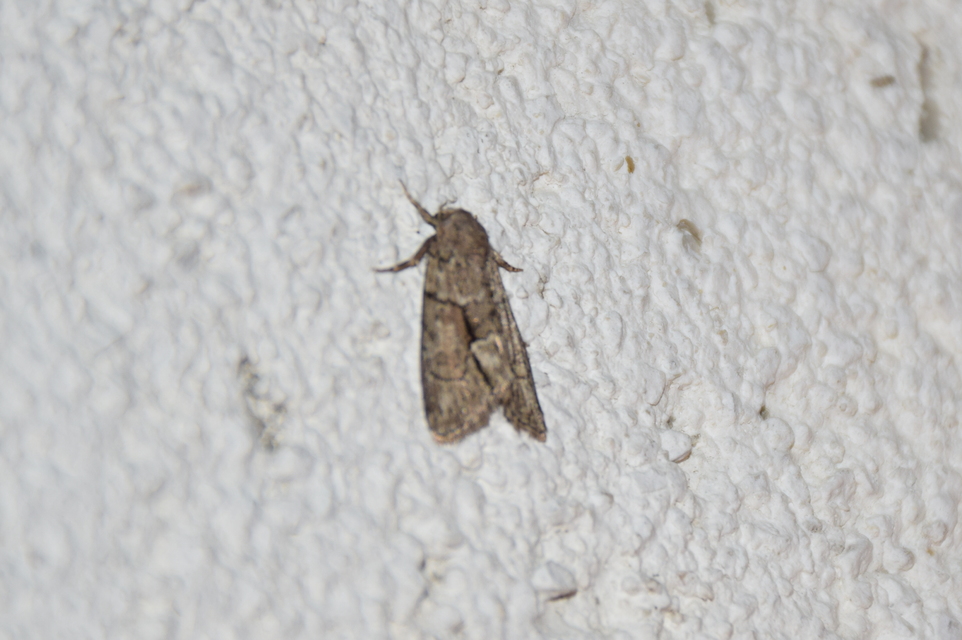 Cryphia fraudatricula - homoki zuzmóbagoly