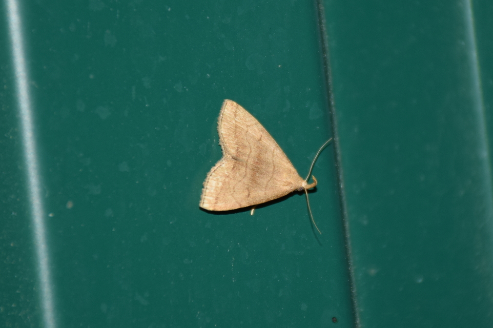 Herminia tarsicrinalis - szőröslábú karcsúbagoly