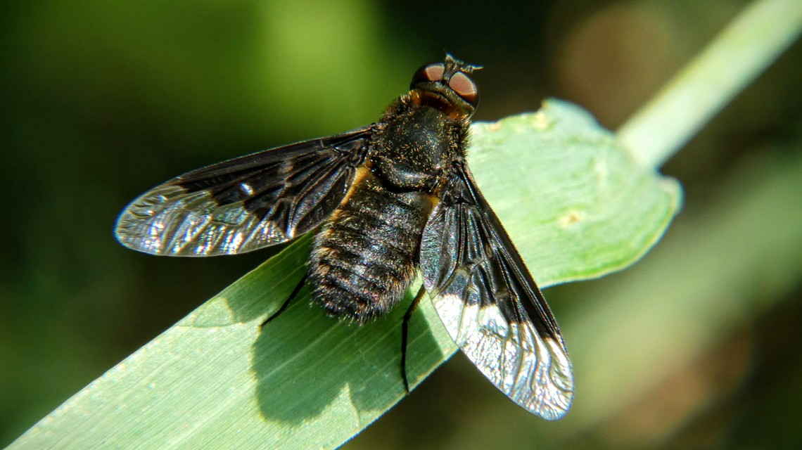 Hemipenthes morio - közönséges gyászlégy