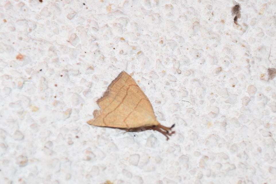 Polypogon tentacularia - sötétaljú karcsúbagoly