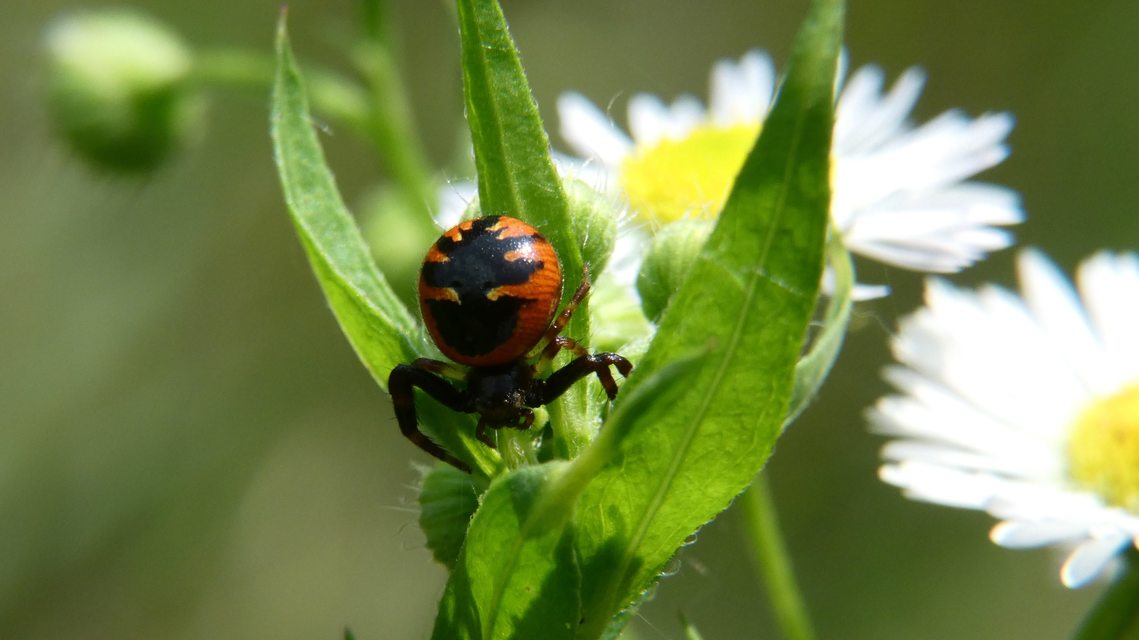 Synema globosum/ornatum