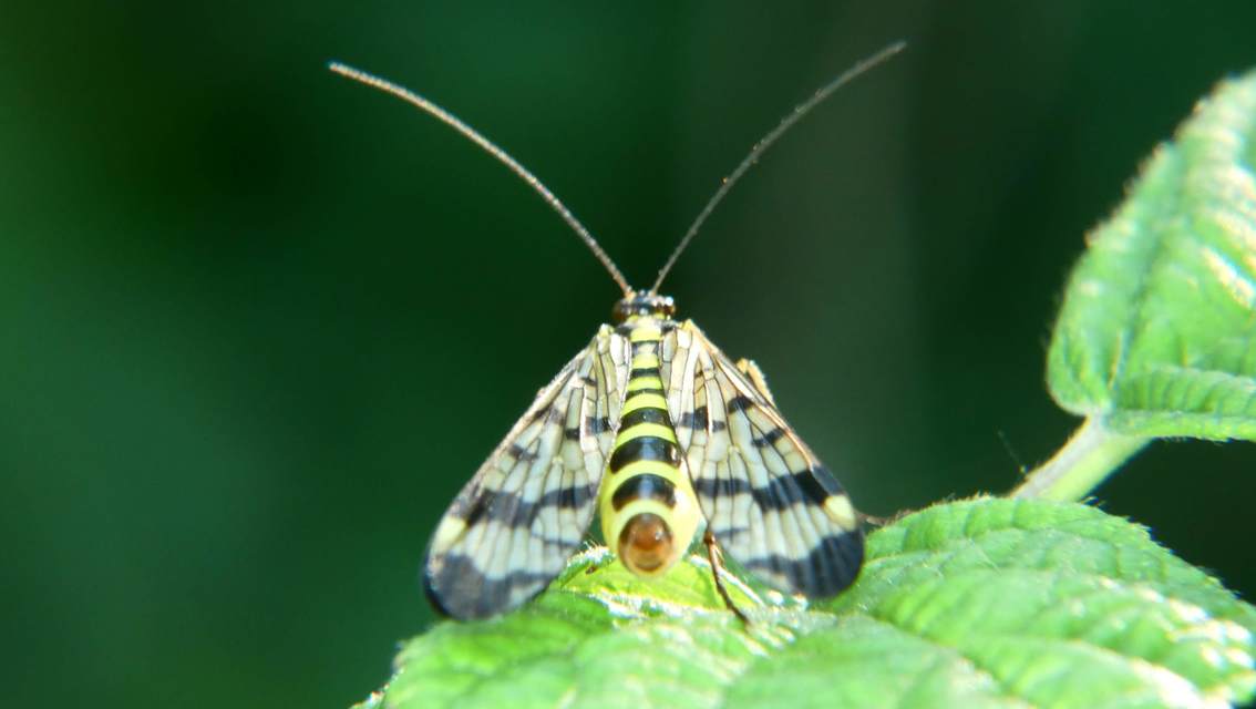 Panorpa