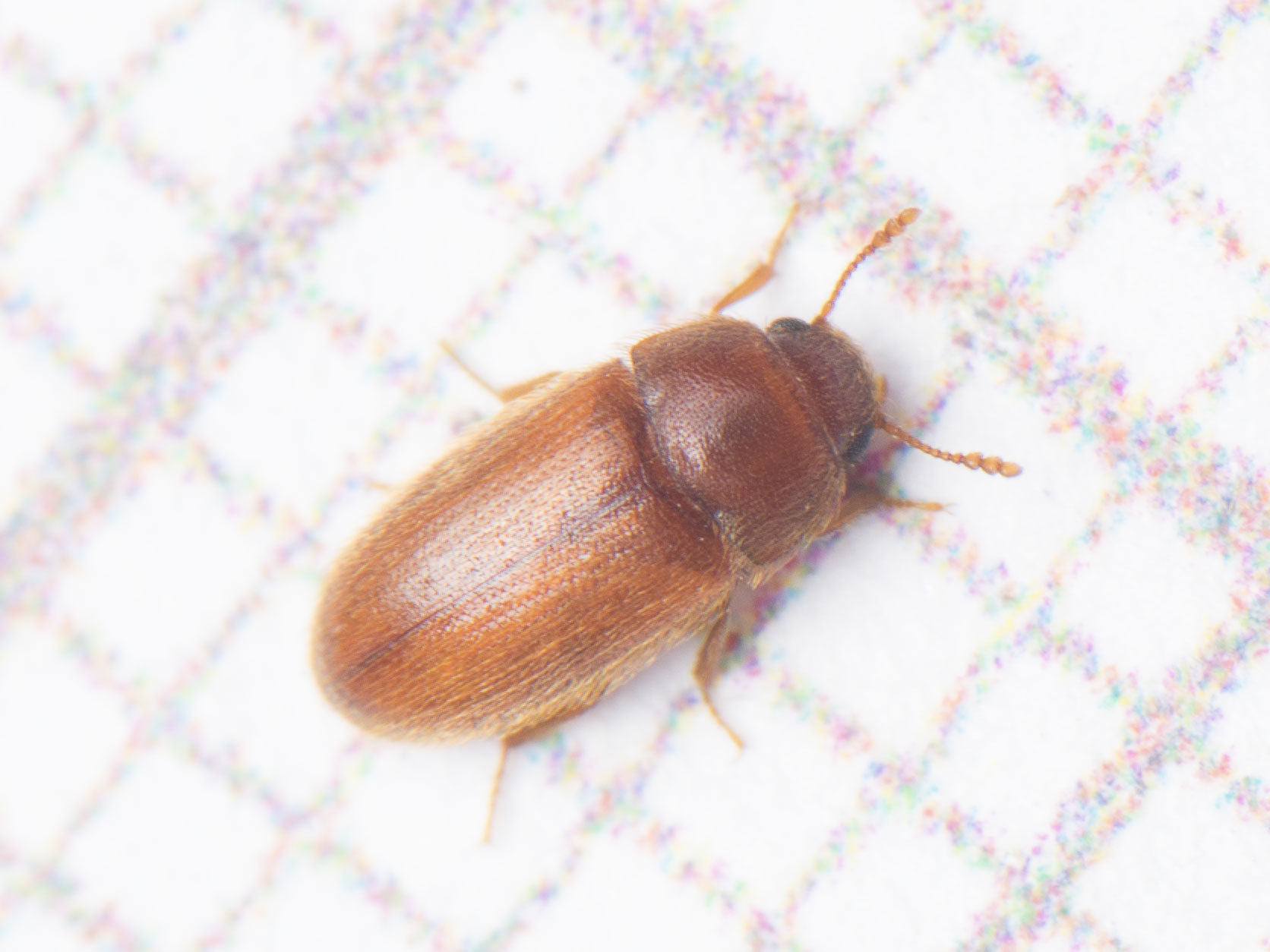 Typhaea stercorea - egyszínű gombabogár