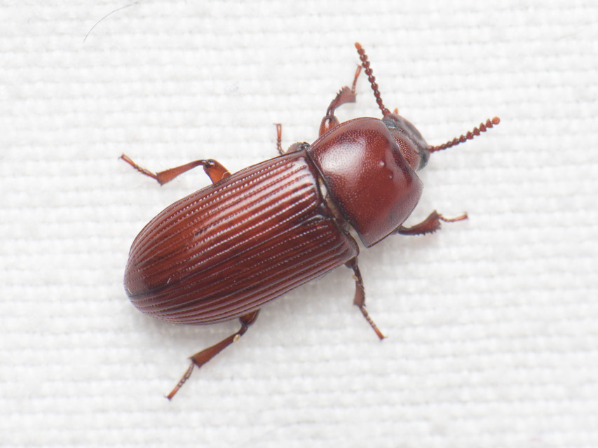 Uloma culinaris - nagy rágványbogár