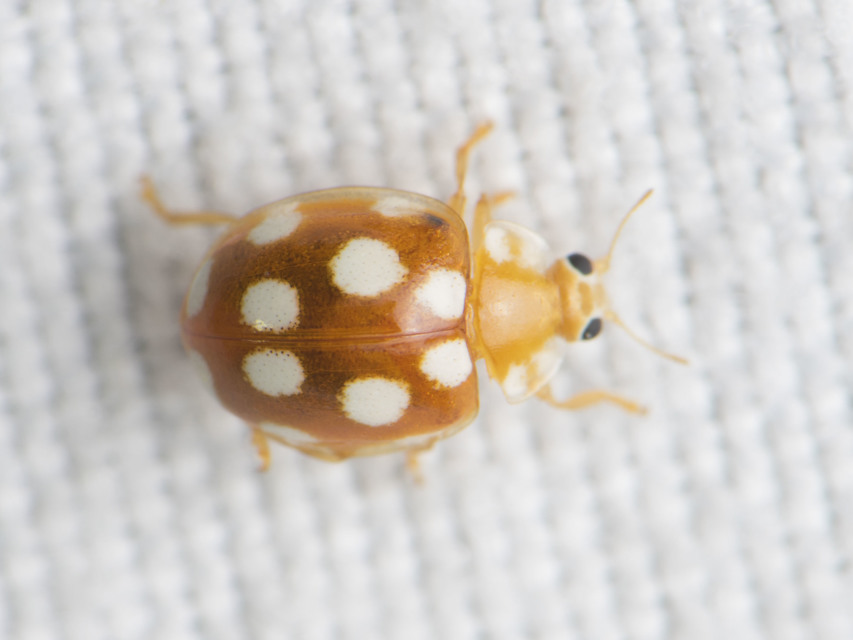Vibidia duodecimguttata - tizenkétcseppes füsskata