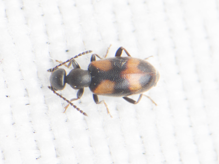 Anthicus antherinus - közönséges fürgebogár