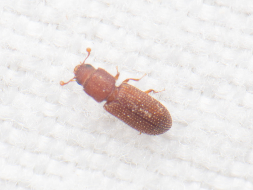 Synchita mediolanensis