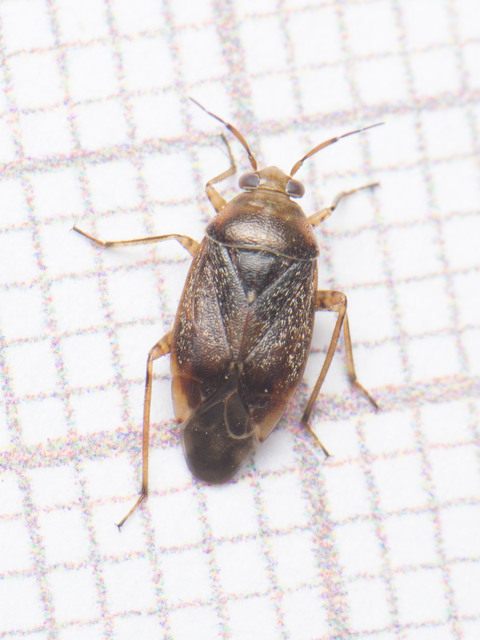 Agnocoris