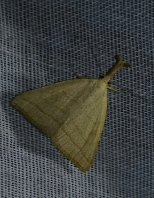 Polypogon tentacularia - sötétaljú karcsúbagoly