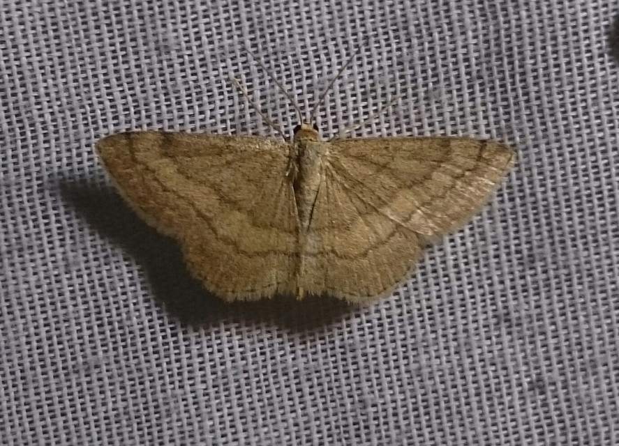 Scopula rubiginata - réti pirosaraszoló