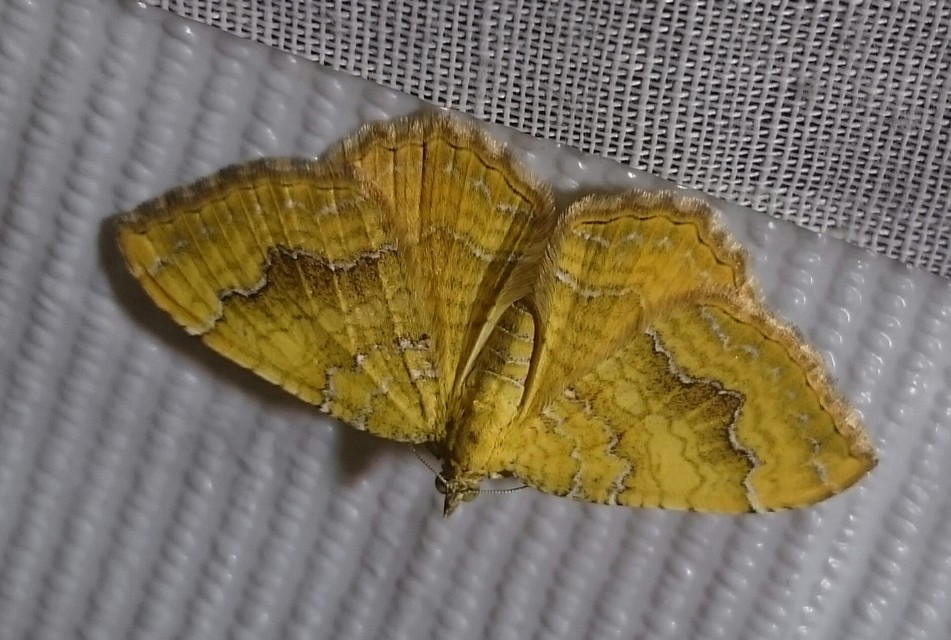 Camptogramma bilineata - kétvonalas sávosaraszoló
