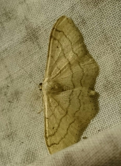 Idaea aversata - nagy sávosaraszoló
