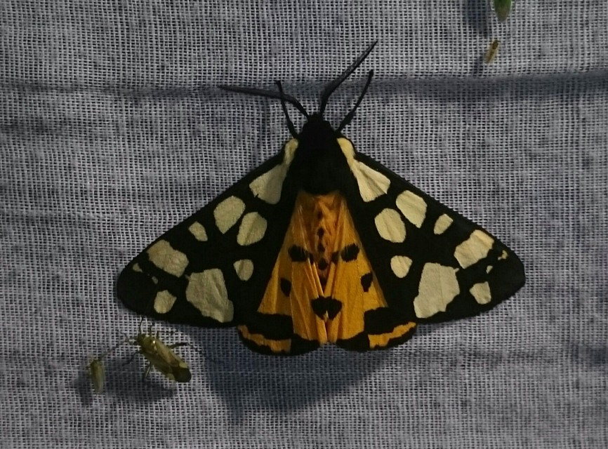 Arctia villica - fekete medvelepke