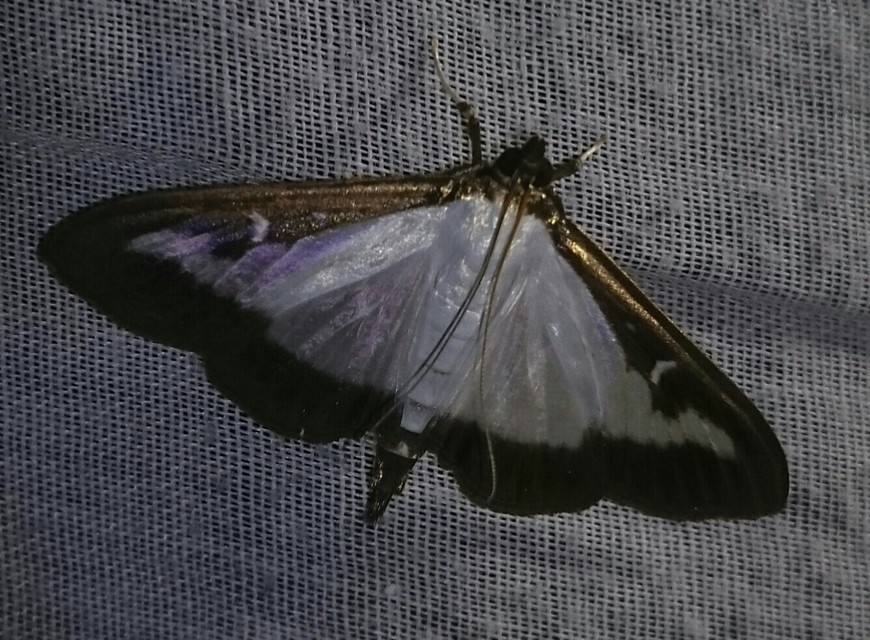 Cydalima perspectalis - puszpáng-tűzmoly