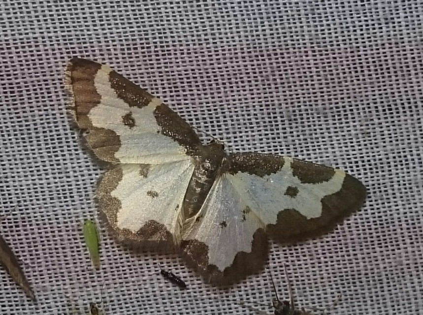 Lomaspilis marginata - szegélyes nyárfaaraszoló