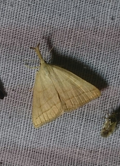 Polypogon tentacularia - sötétaljú karcsúbagoly