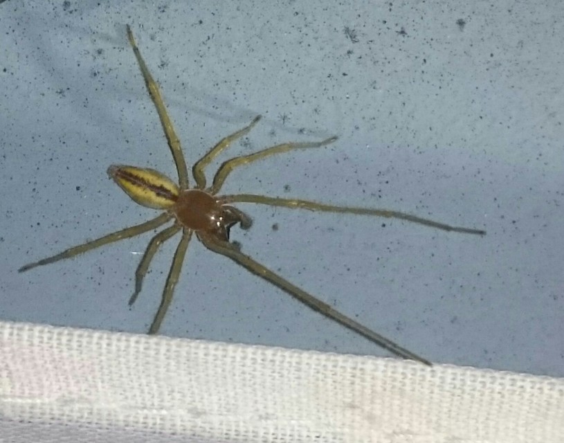 Cheiracanthium erraticum - csíkos dajkapók