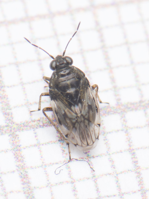 Saldidae - partipoloskák