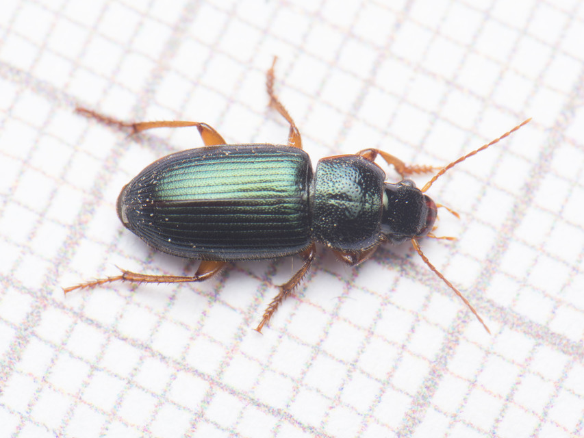 Ophonus azureus - azúrkék bársonyfutó
