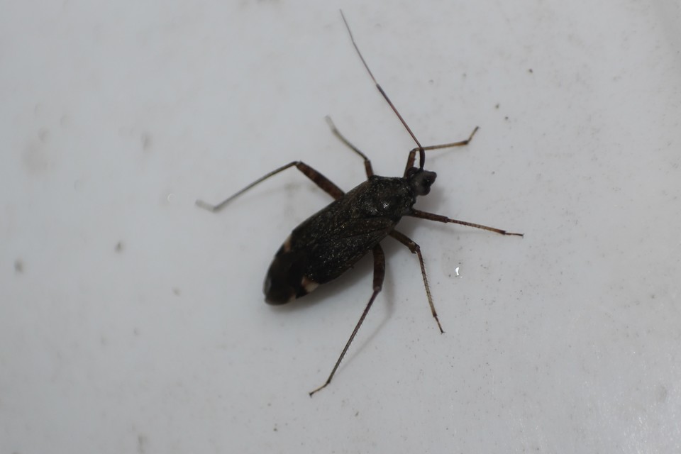 Closterotomus fulvomaculatus - komlópoloska Closterotomus fulvomaculatus - komlópoloska