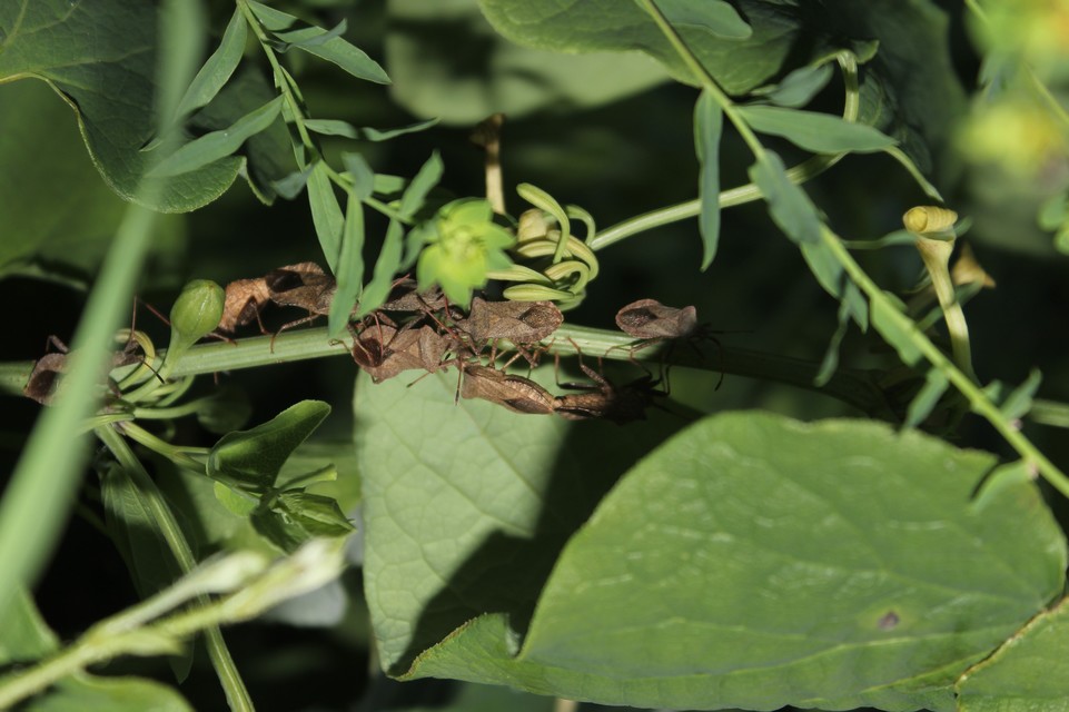 Coreus marginatus - közönséges karimáspoloska