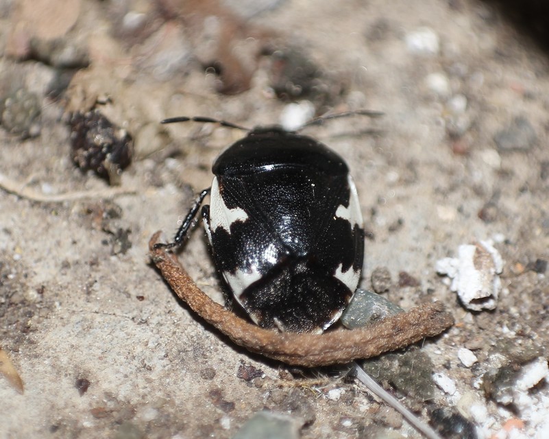 Tritomegas sexmaculatus - hatfoltos földipoloska