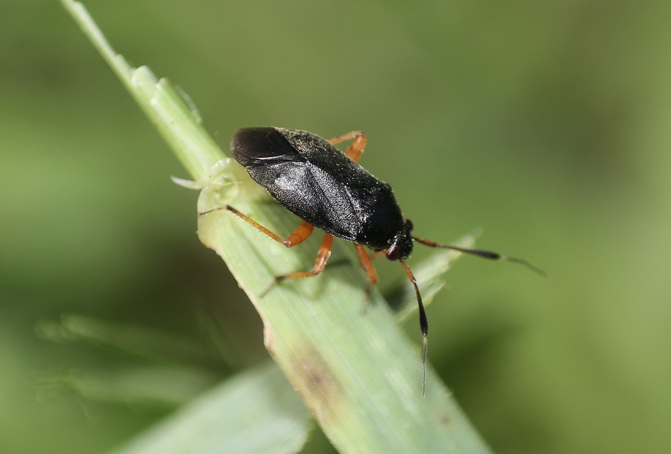 Capsus ater - fekete mezeipoloska