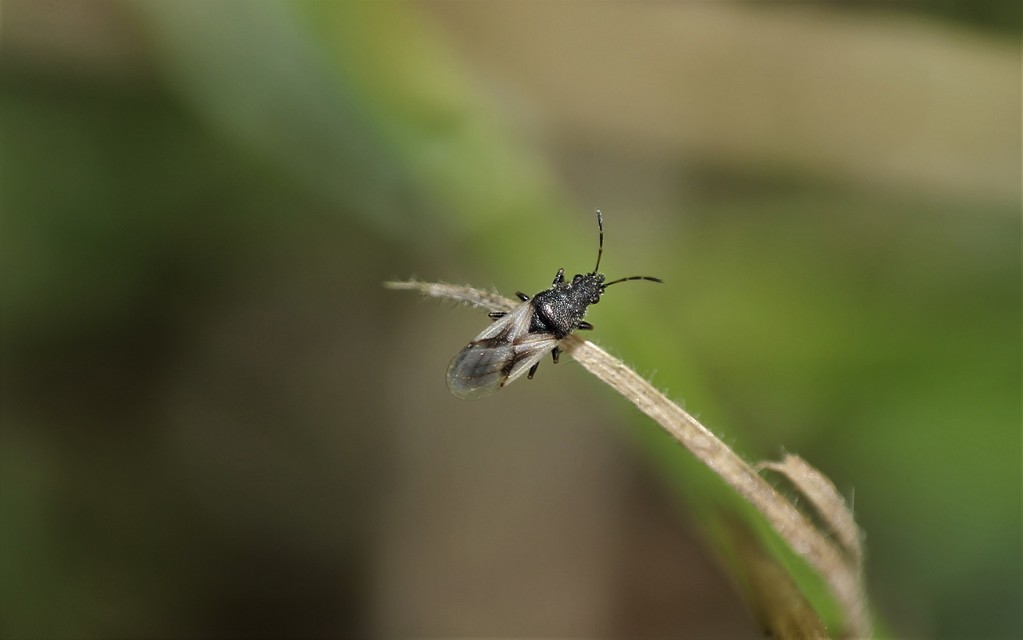 Metopoplax origani - szélesfejű bodobács