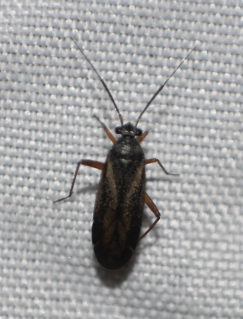 Orthocephalus saltator - szőrös ugrópoloska