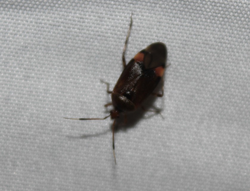 Deraeocoris olivaceus