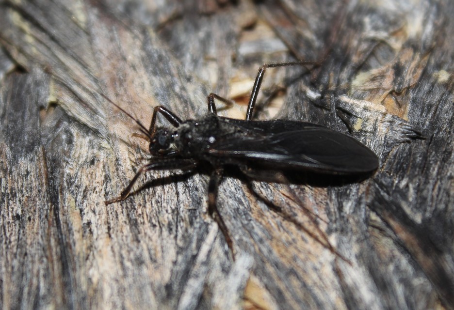 Reduvius personatus - szemetes zugpoloska